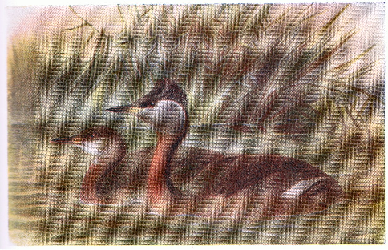 Punakaulahaikara tekijältä Archibald Thorburn