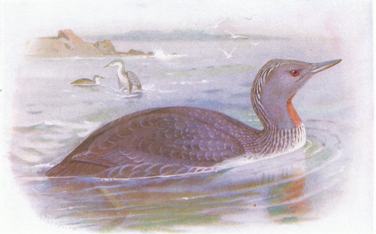 Red Throated Diver tekijältä Archibald Thorburn