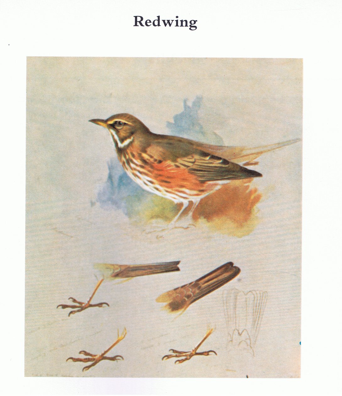 Redwing, pubi. Kirjailija: Book Club Associates, 1972 tekijältä Archibald Thorburn