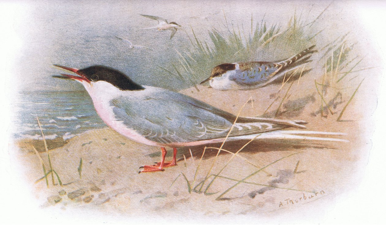 Ruusutylli, julkaisusta British Birds, Longmans, 1932. tekijältä Archibald Thorburn