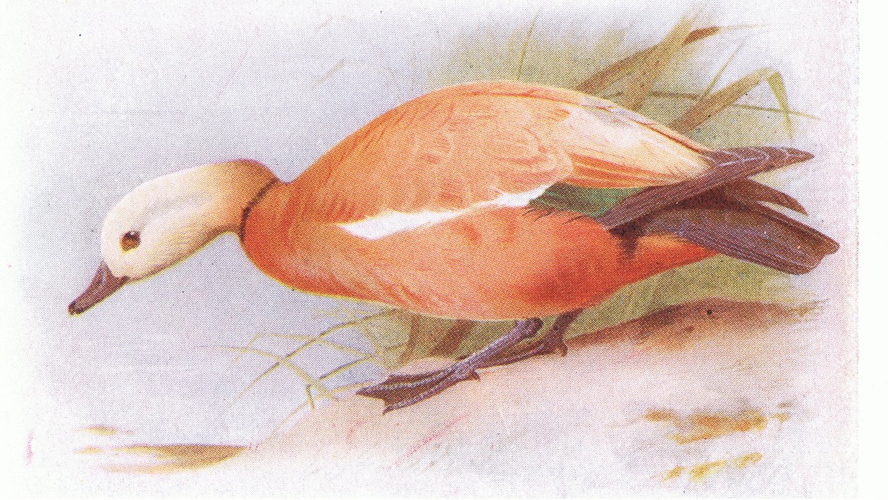 Ruddy Shelduck tekijältä Archibald Thorburn