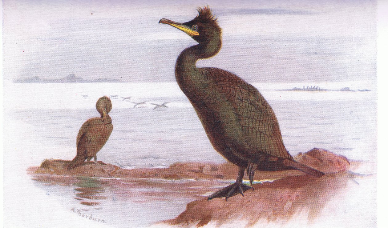 Shag tekijältä Archibald Thorburn