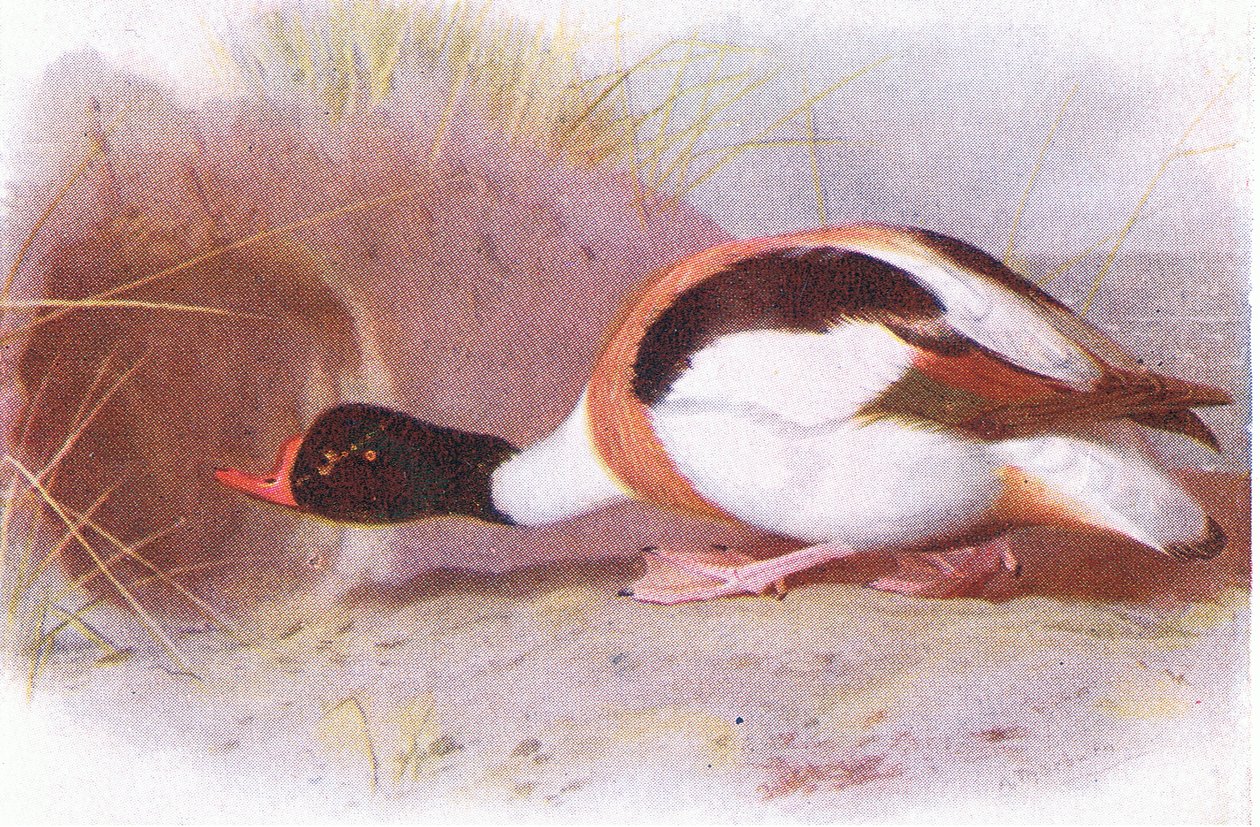 Kilpi ankka tekijältä Archibald Thorburn