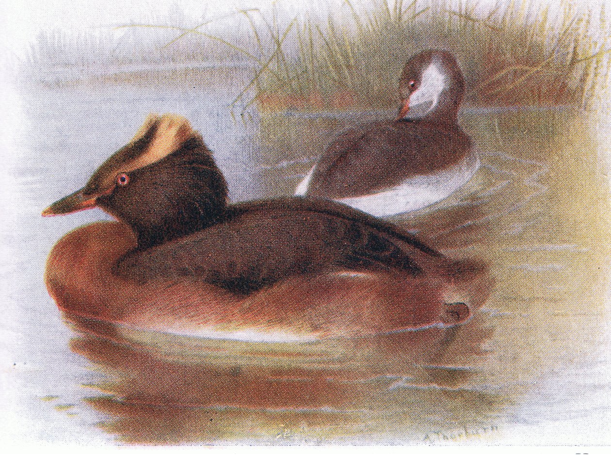 Slavion Grebe tekijältä Archibald Thorburn