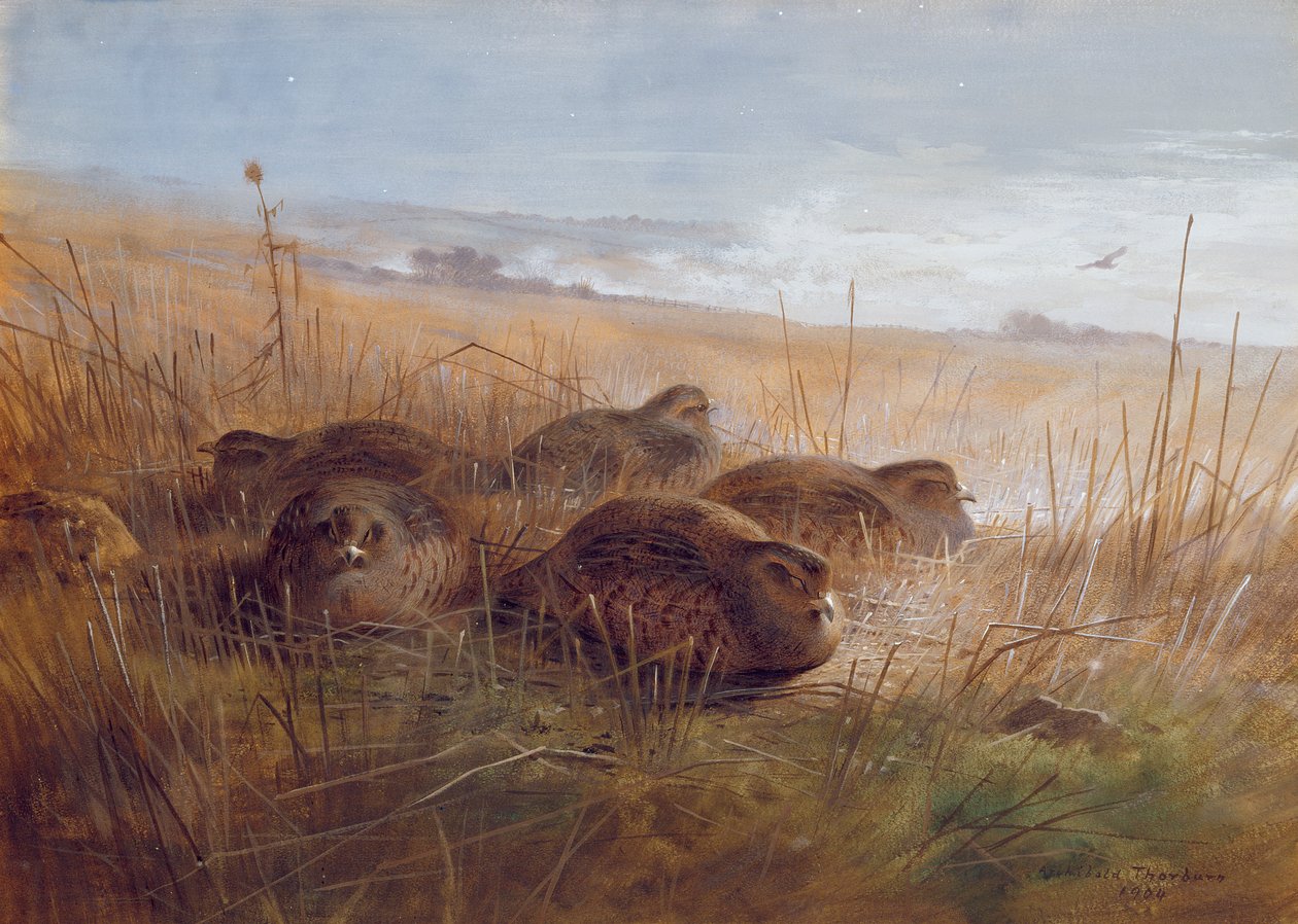 Snipe, 1923 tekijältä Archibald Thorburn