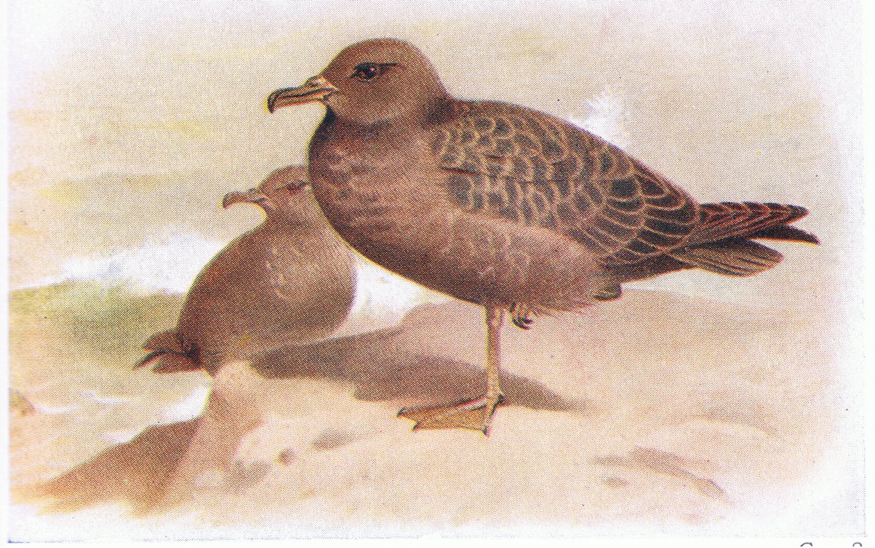 Sooty Shearwater tekijältä Archibald Thorburn