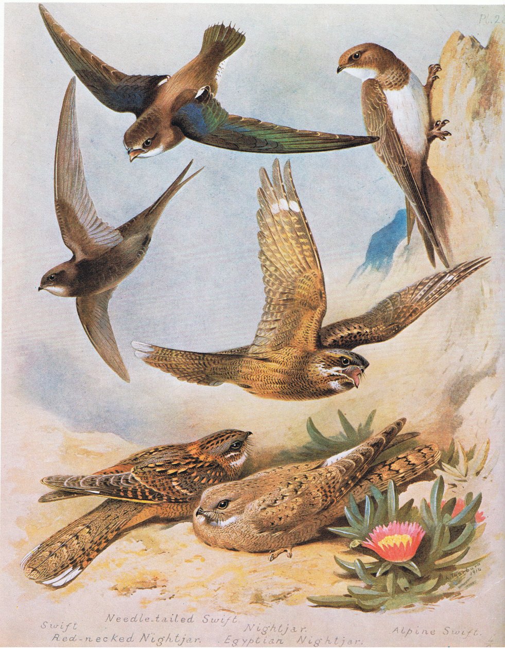 Swift, Needle tail Swift, punainen Necked Nightjar, Nightjar, Egyptian Nightjar, Alpine Swift, pub. Kirjailija: Book Club Associates, 1972 tekijältä Archibald Thorburn