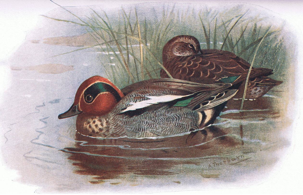 Teal, julkaisusta British Birds, Longmans, 1932. tekijältä Archibald Thorburn
