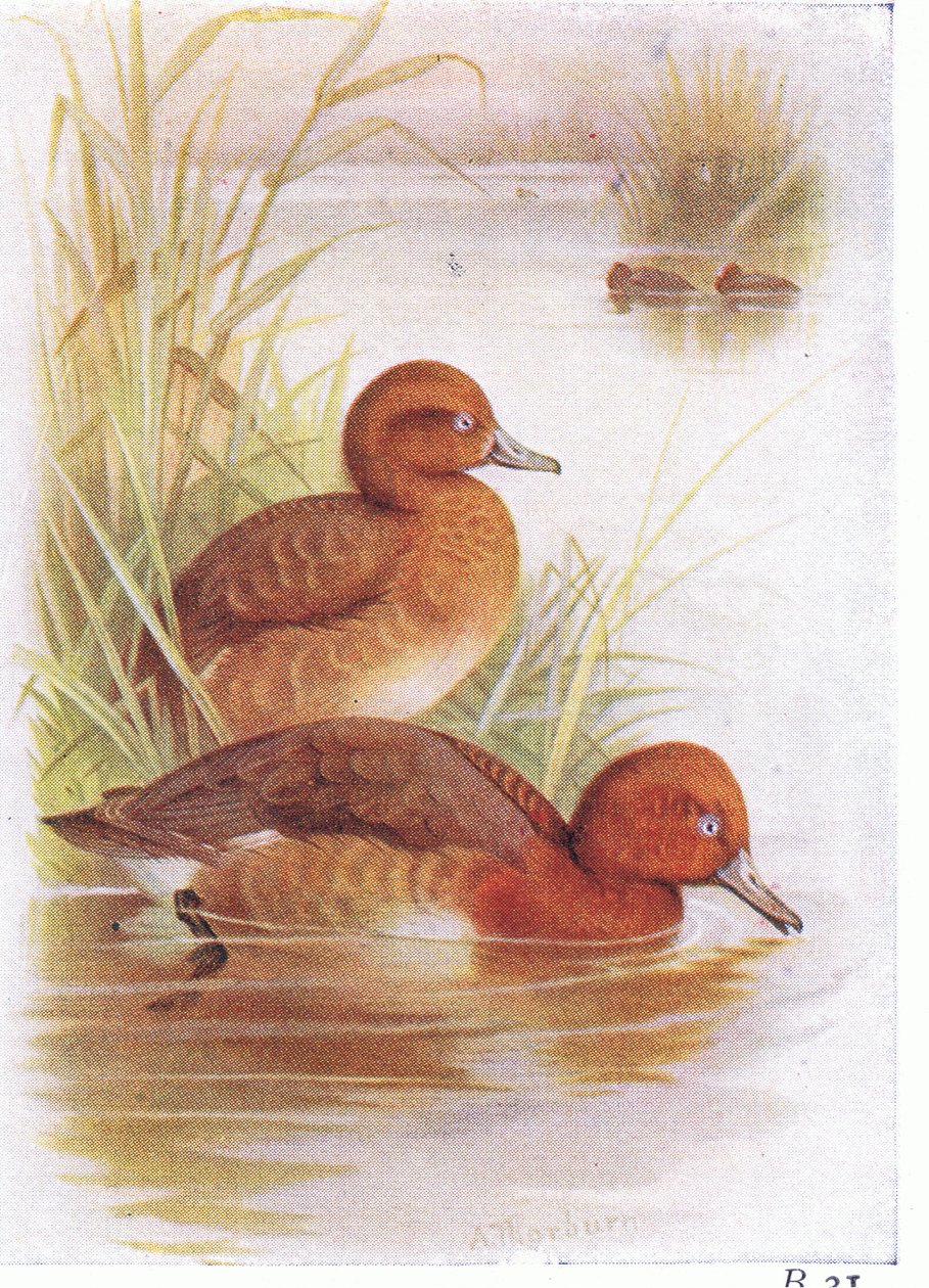 White Eyed Pochard tekijältä Archibald Thorburn