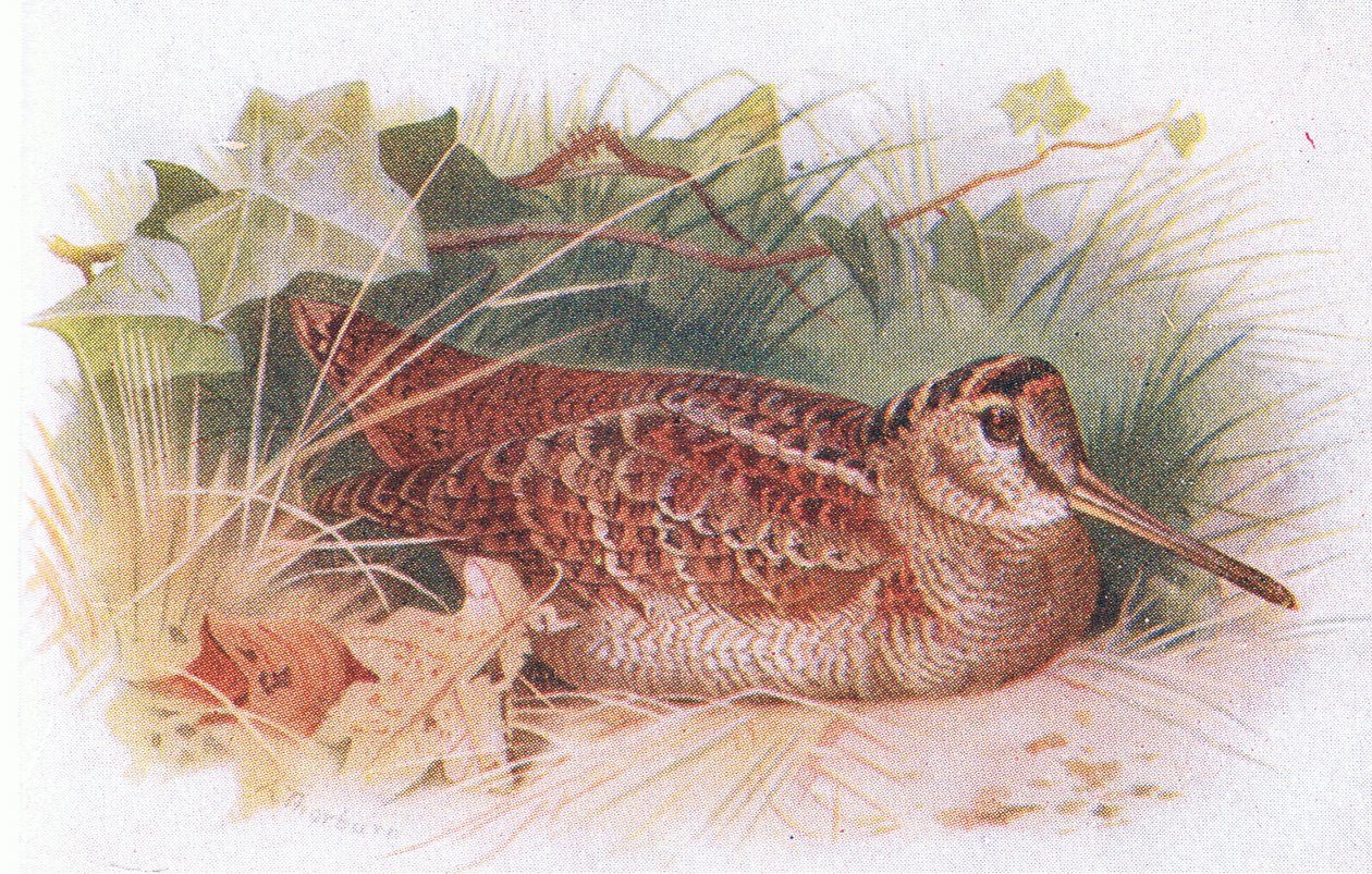 Woodcock, Birds of the British Isles and Their Eggs, julkaisija Frederick Warne & Co Ltd, 1958 tekijältä Archibald Thorburn