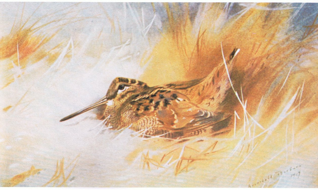 Woodcock, pubi. Kirjailija: Book Club Associates, 1972 tekijältä Archibald Thorburn