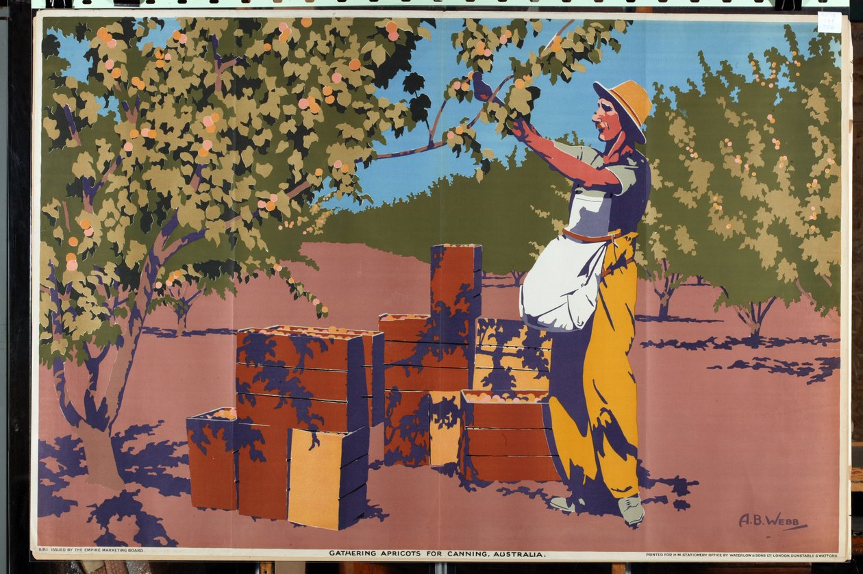 Aprikoosien kerääminen säilykettä varten - Australia (väri litho) tekijältä Archibald Bertram Webb