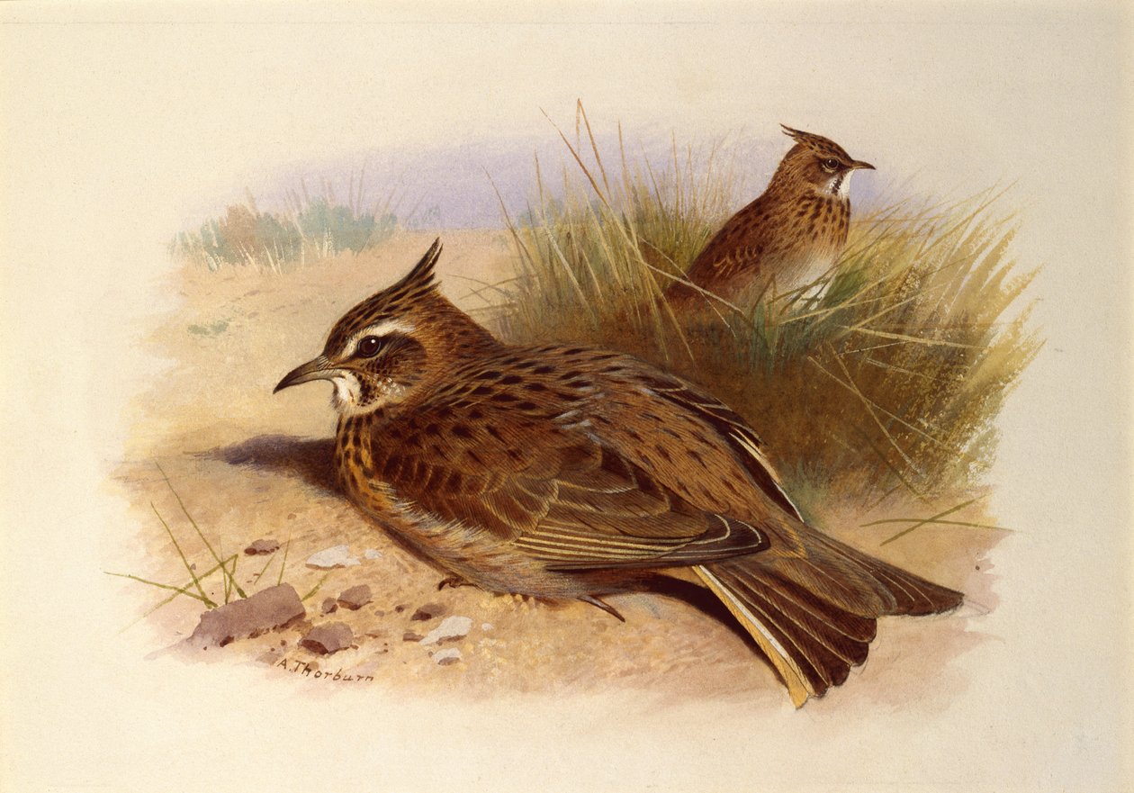 Harjakiuru, British Birds tekijältä Archibald Thorburn