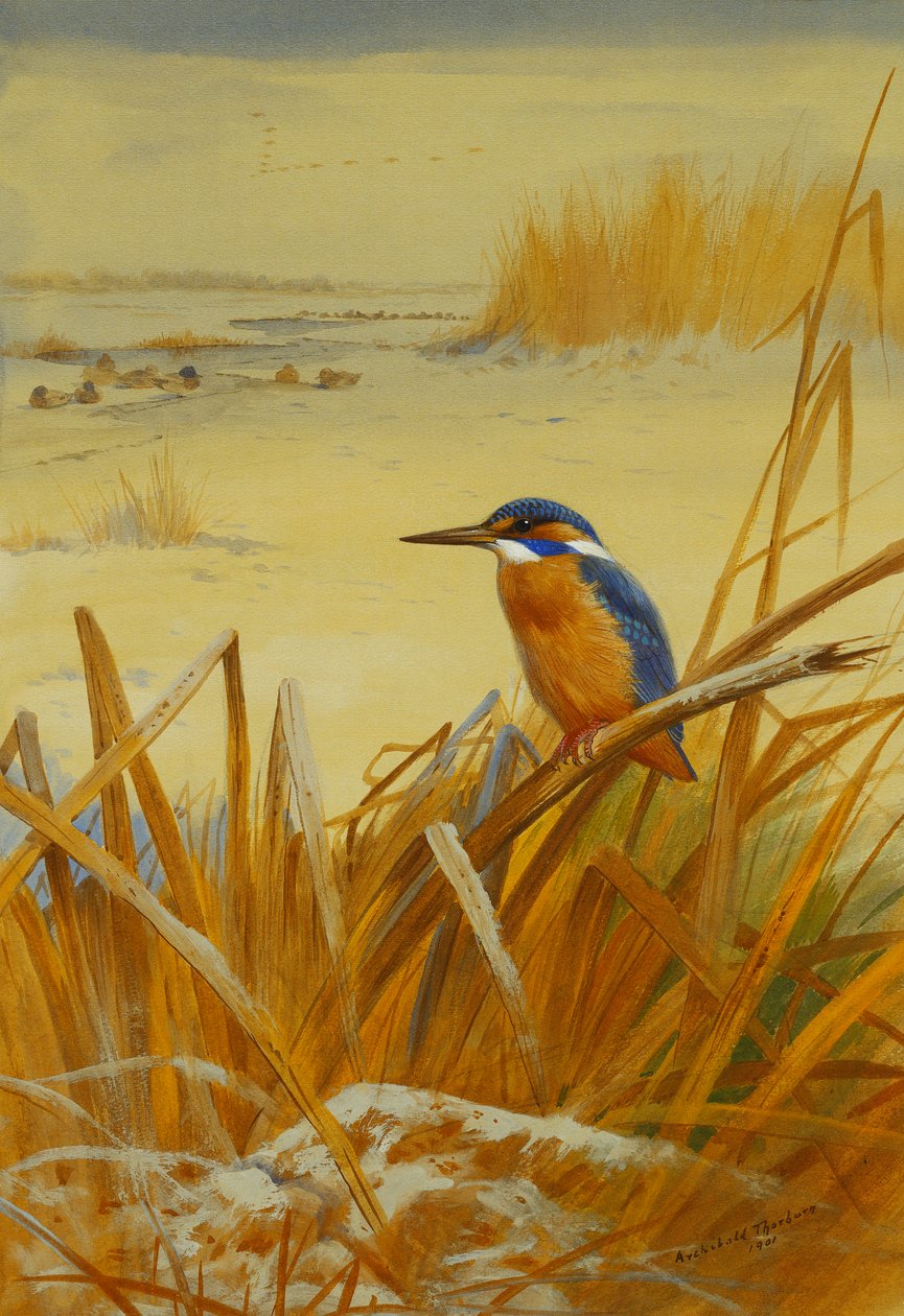 Kingfisher kaislikoiden keskellä talvella tekijältä Archibald Thorburn