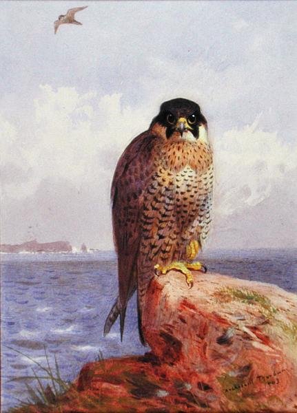 Peregrine Falcon meren rannalla tekijältä Archibald Thorburn