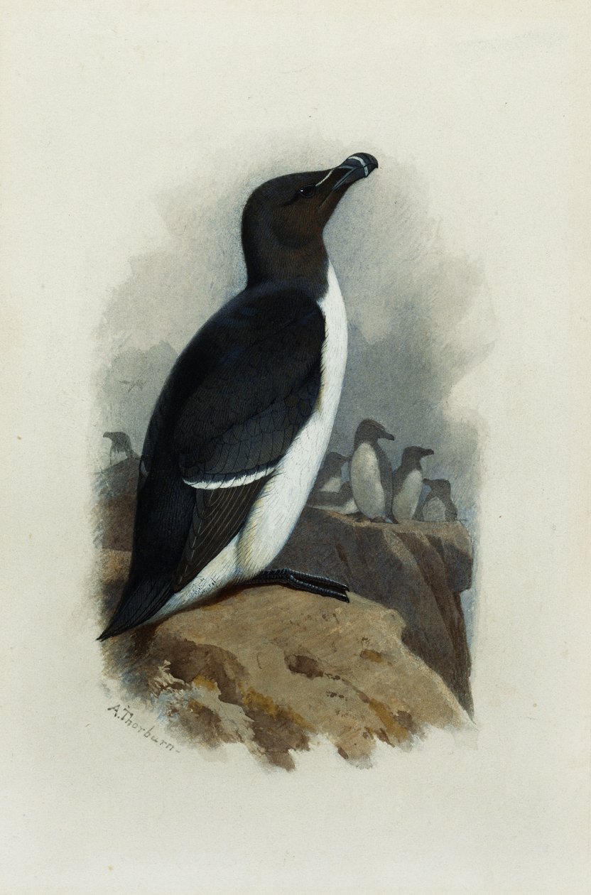 Razorbill tekijältä Archibald Thorburn