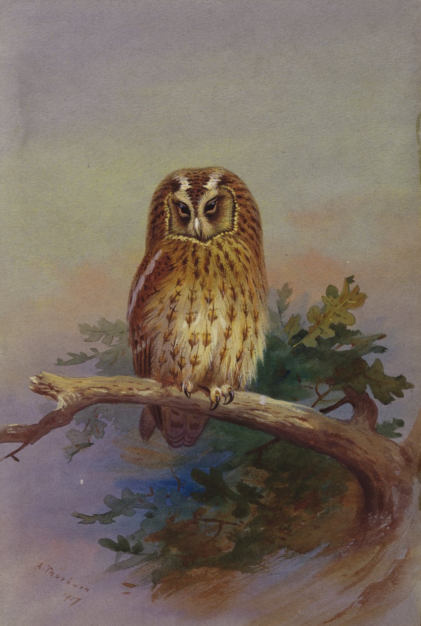 Tammipöllö kyydissä tammenoksalla tekijältä Archibald Thorburn