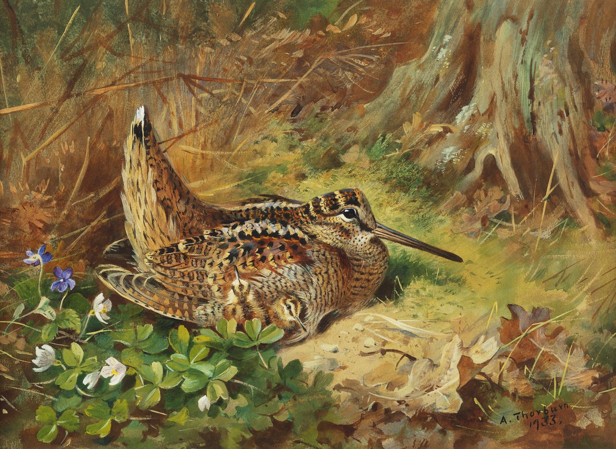 Metsäkurkku ja poikaset tekijältä Archibald Thorburn
