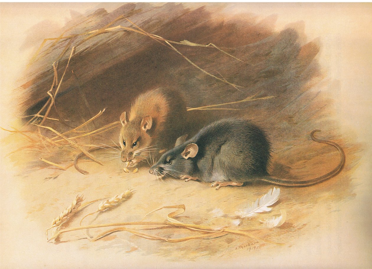 Alexandrine Rat and Black Rat, julkaisusta Thorburns Mammals, julkaisija Longmans and Co, c. 1920 tekijältä Archibald Thorburn