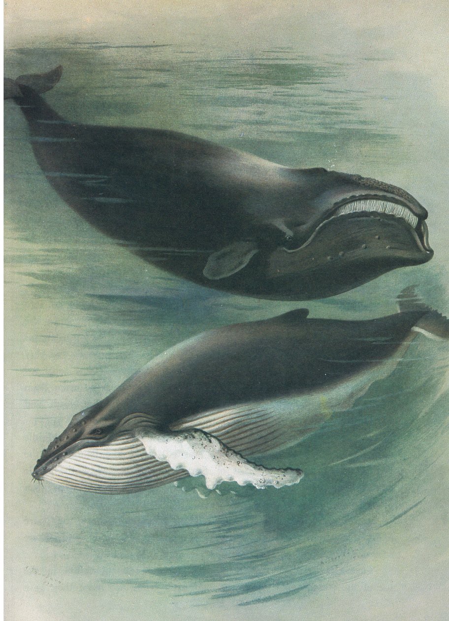 Atlantic White Whale ja Humped Back Whale, teoksesta Thorburn