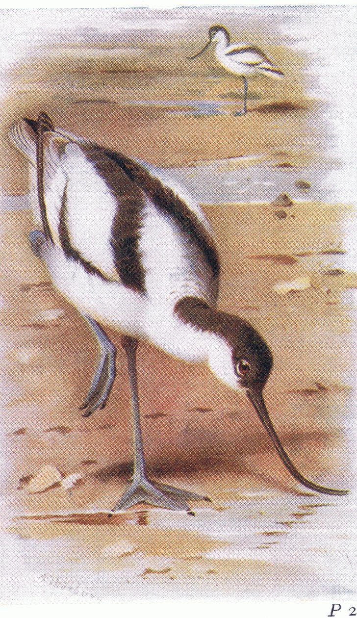 Avocet, teoksesta Birds of the British Isles and Their Eggs, julkaissut Frederick Warne & Co Ltd, 1958. tekijältä Archibald Thorburn