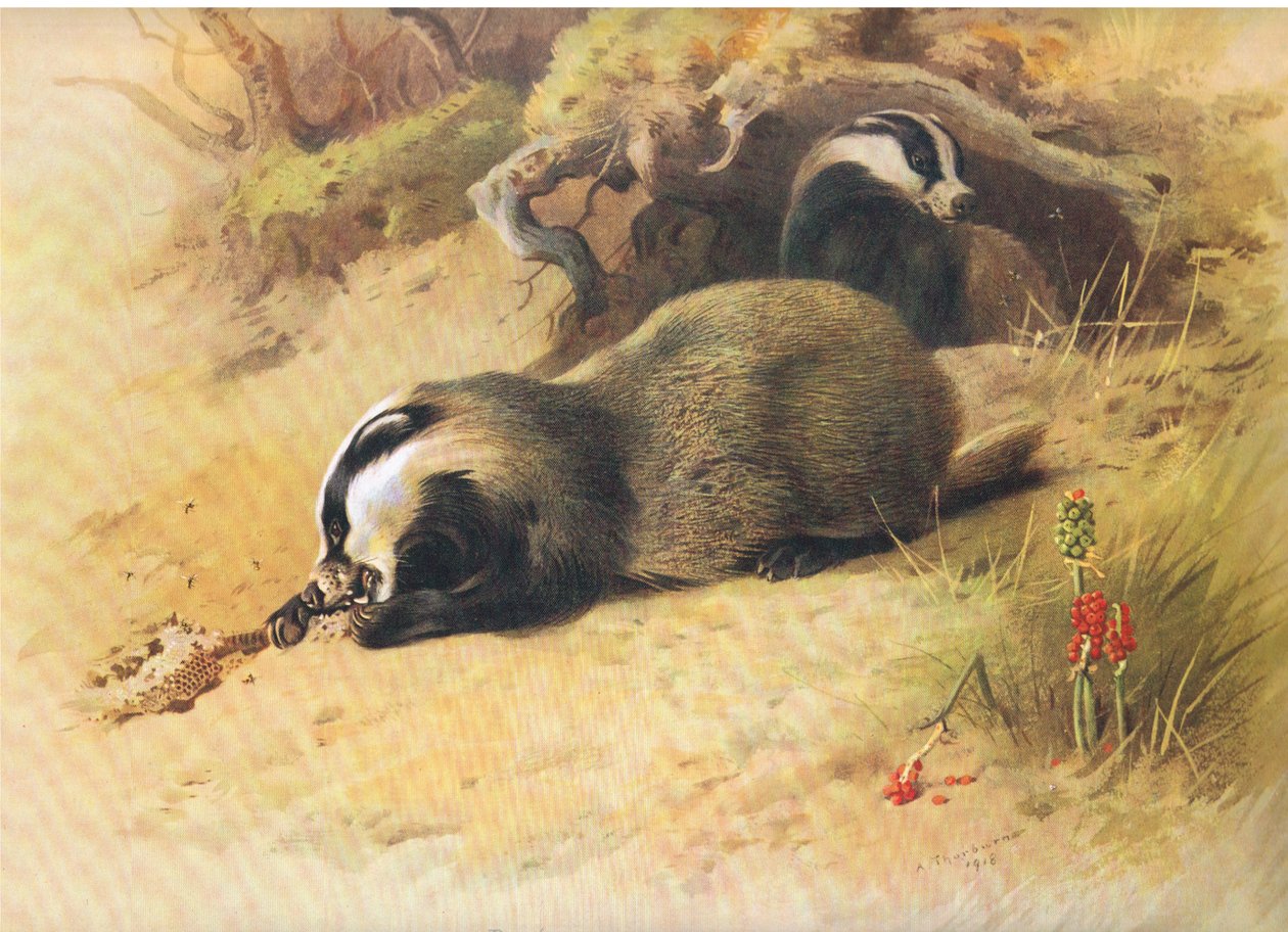 Badgers, julkaisusta Thorburns Mammals, julkaisija Longmans and Co, c. 1920 tekijältä Archibald Thorburn