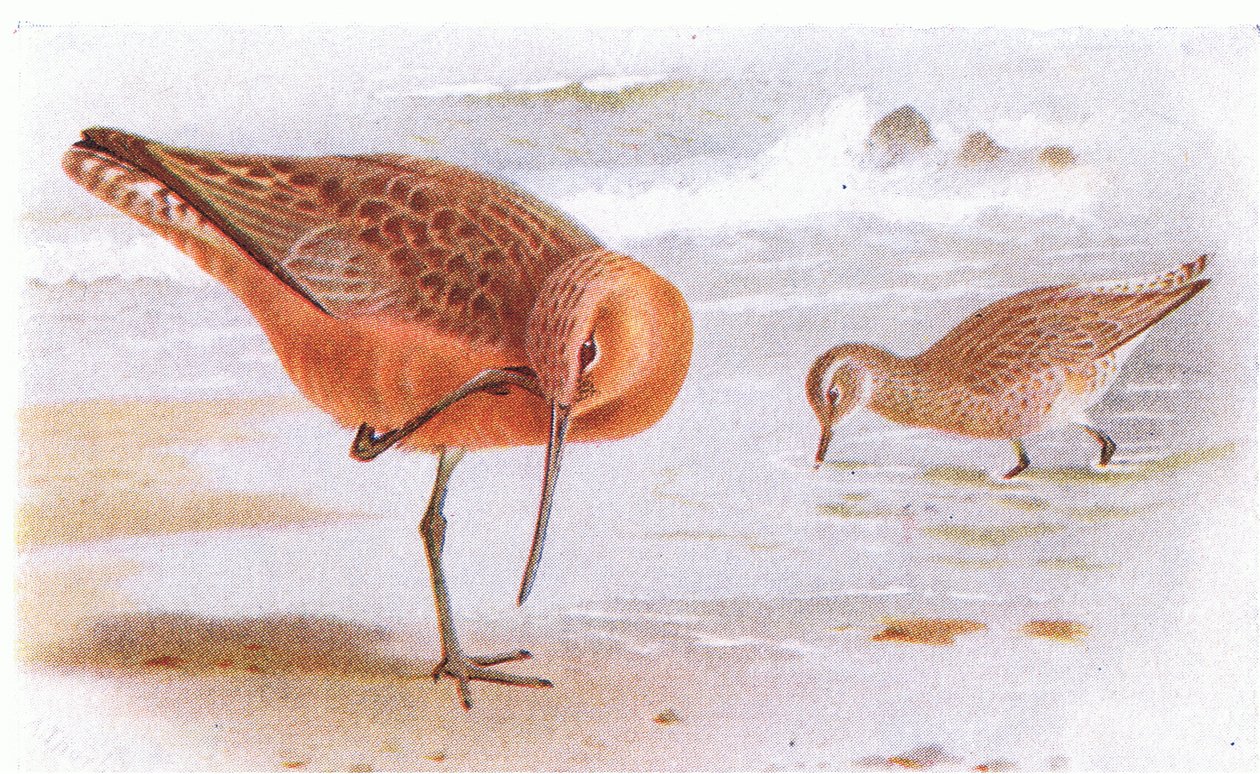 Bar Tailed Godwit, teoksesta Birds of the British Isles and Their Eggs, jonka on julkaissut Frederick Warne & Co Ltd, 1958. tekijältä Archibald Thorburn