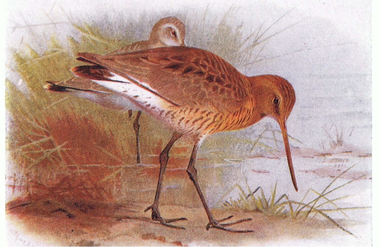 Black Tailed Godwit, teoksesta Birds of the British Isles and Their Eggs, julkaissut Frederick Warne & Co Ltd, 1958. tekijältä Archibald Thorburn