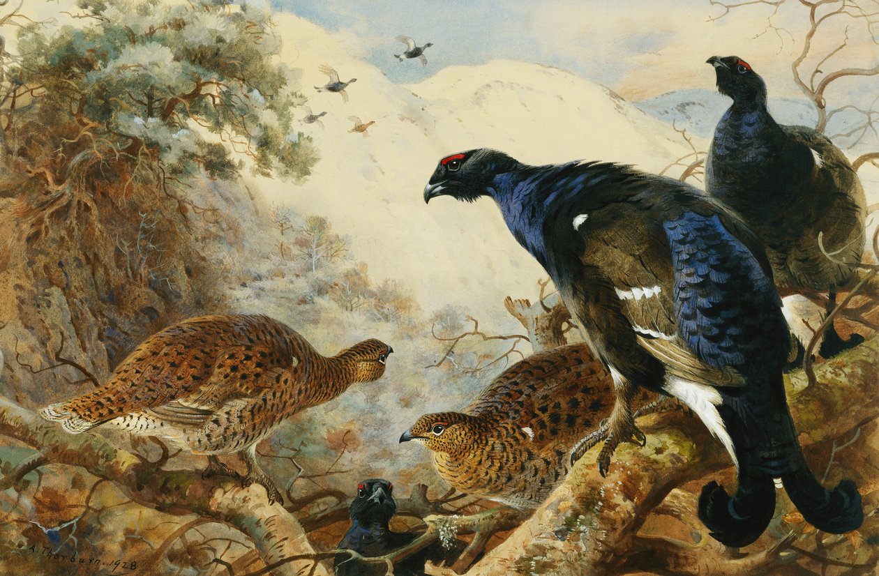 Blackgame tekijältä Archibald Thorburn