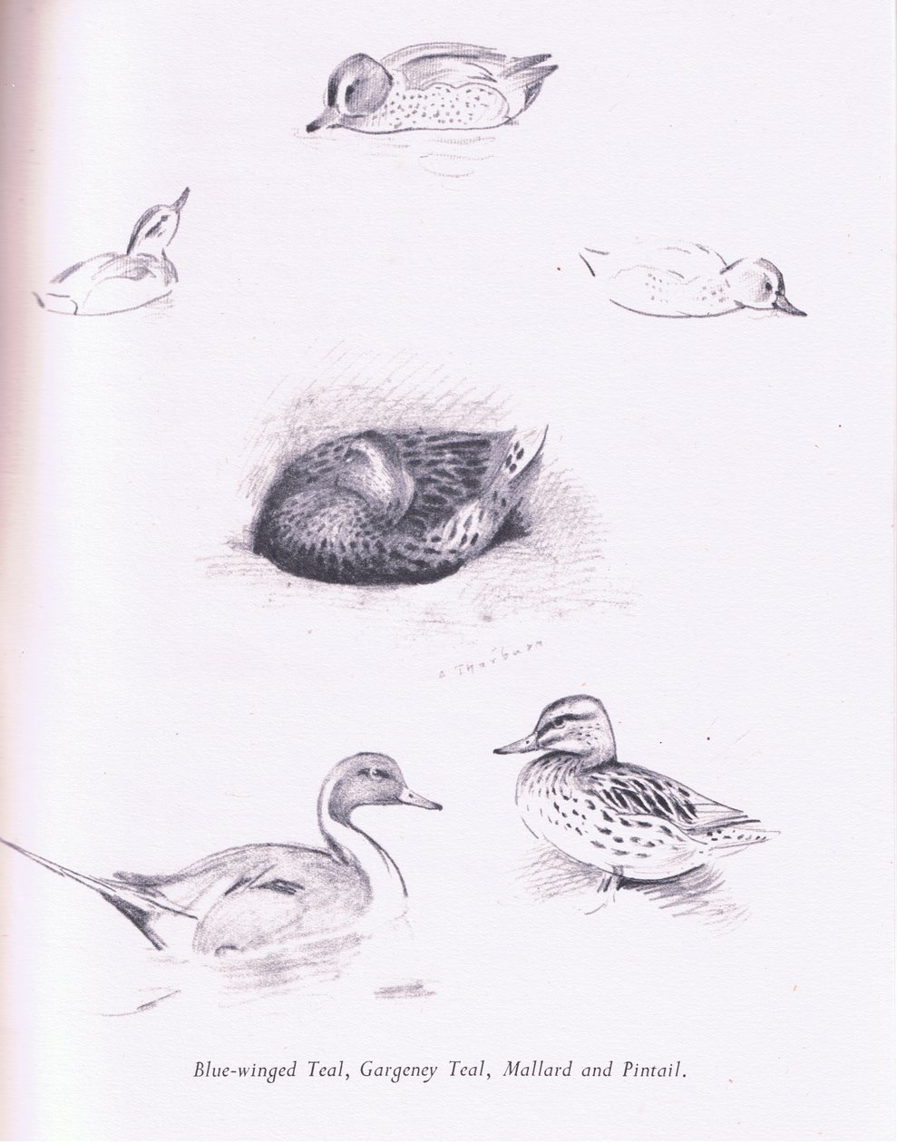 Sinisiipinen sinivihreä, garganey, sinivihreä, sinisorsa ja pintail, 1938 tekijältä Archibald Thorburn