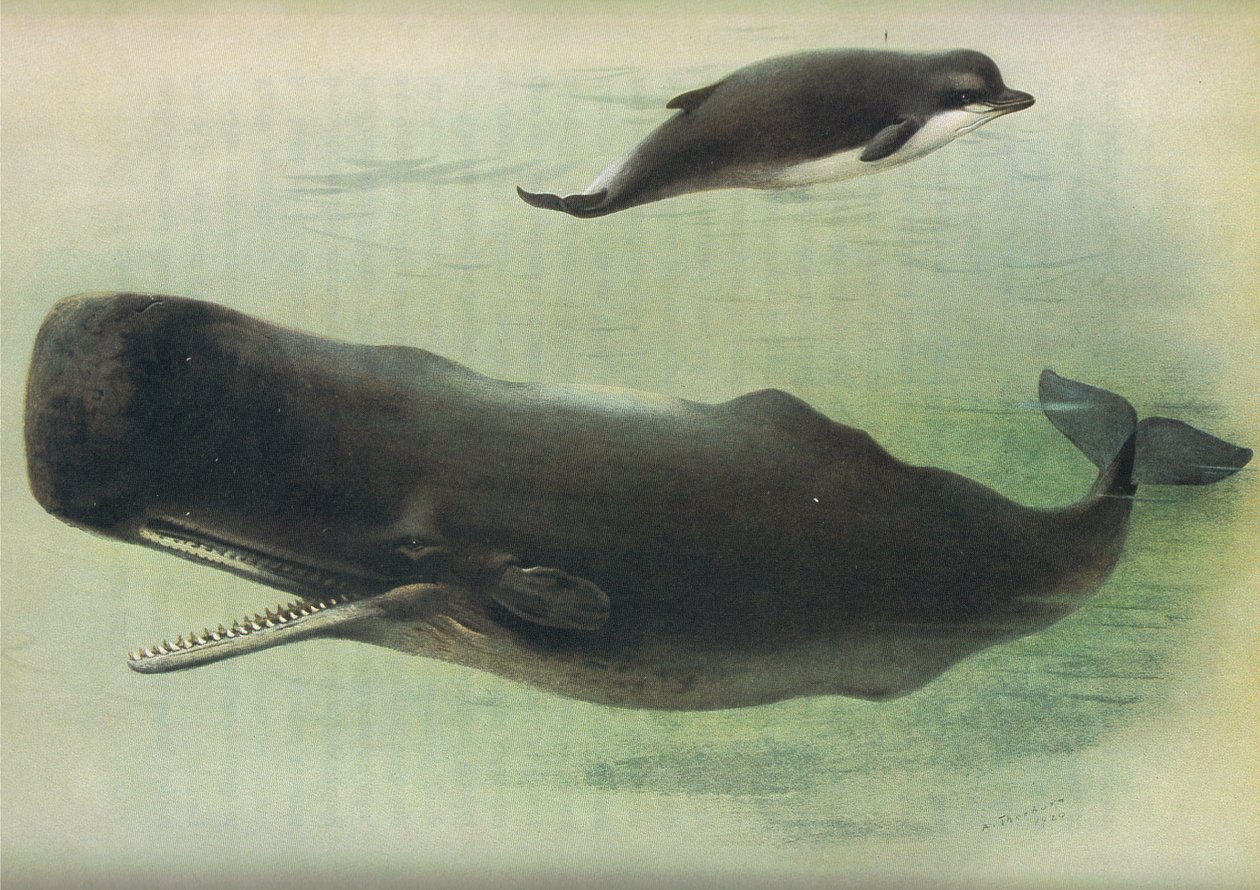 Bottle Nosed Whale ja Smith Whale, julkaisusta Thorburns Mammals, julkaisija Longmans and Co, c. 1920 tekijältä Archibald Thorburn