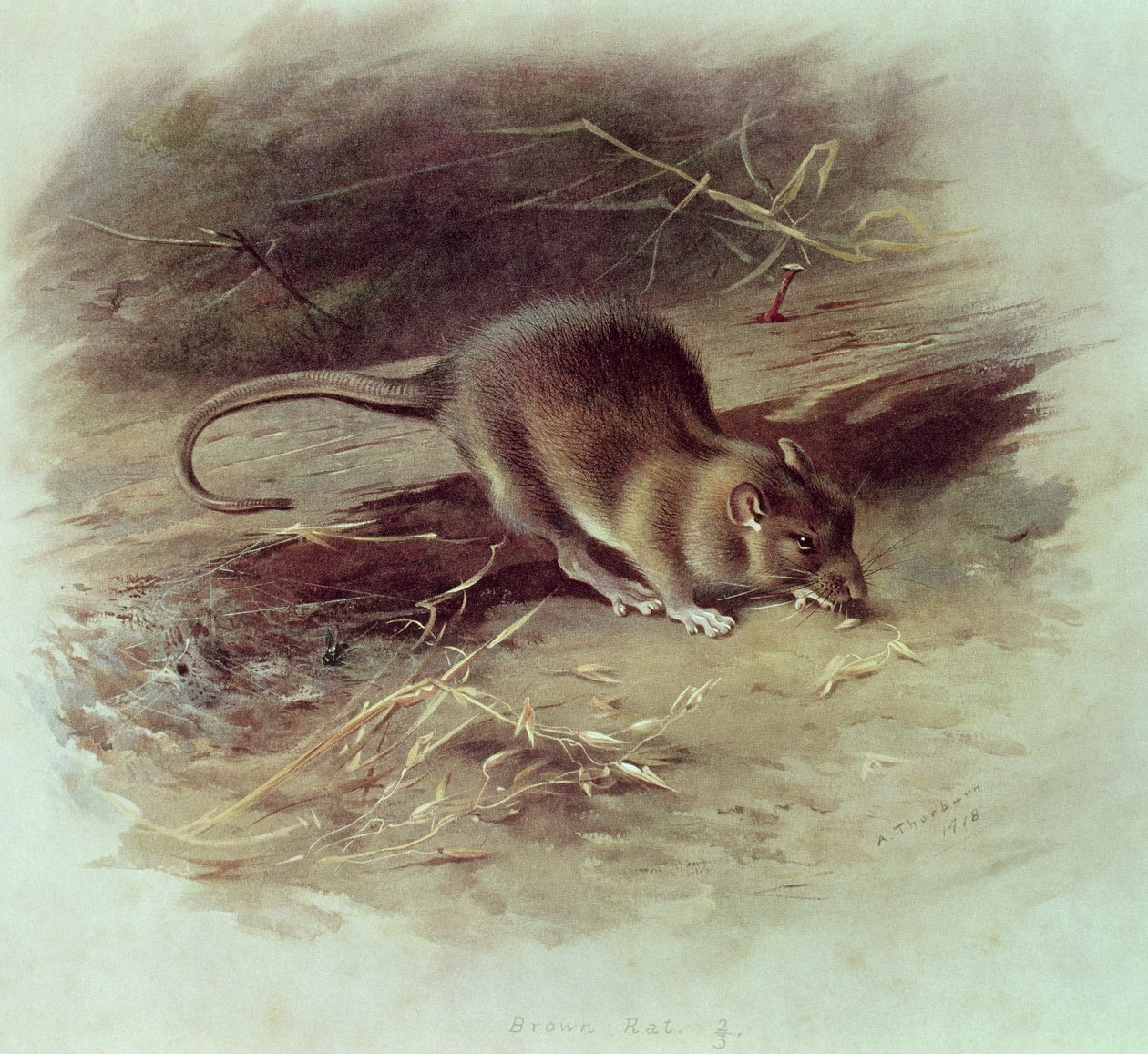 Ruskea rotta (Rattus norvegicus) 1918 tekijältä Archibald Thorburn