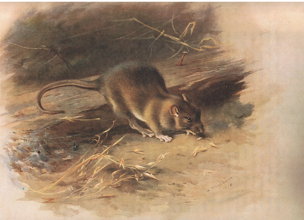 Brown Rat, julkaisusta Thorburns Mammals, julkaisija Longmans and Co, c. 1920 tekijältä Archibald Thorburn