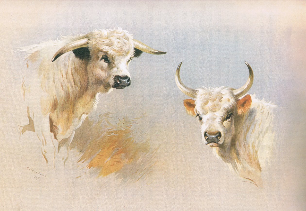 Chartley Bull ja Chillingham Bull, Thorburn