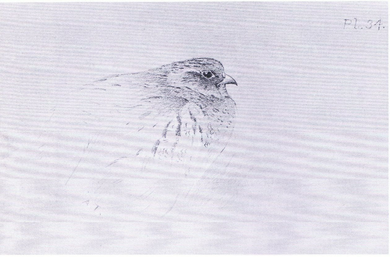 Common Partridge, pub. kirjoittanut Book Club Associates tekijältä Archibald Thorburn
