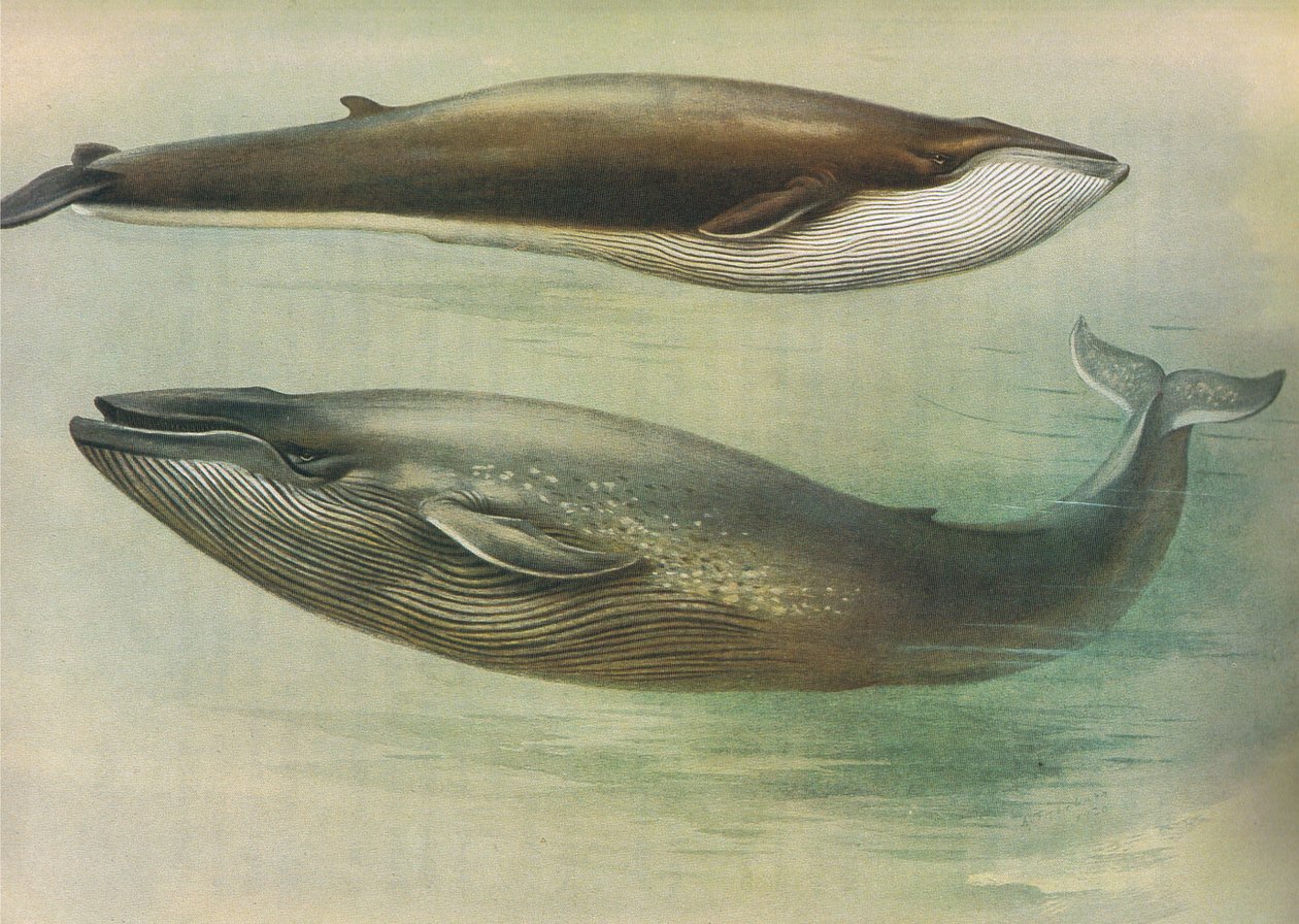 Common Rorqual, Sibbalds Rorqual tai Blue Whale, Longmans and Co:n julkaisemasta Thorburns Mammalsista, c. 1920 tekijältä Archibald Thorburn