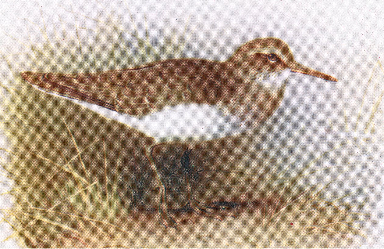 Common Sandpiper, teoksesta Birds of the British Isles and Their Eggs, julkaissut Frederick Warne & Co Ltd, 1958. tekijältä Archibald Thorburn