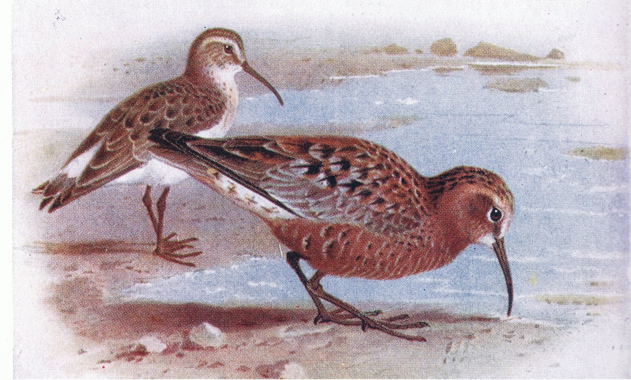 Curlew Sandpiper, teoksesta Birds of the British Isles and Their Eggs, julkaissut Frederick Warne & Co Ltd, 1958. tekijältä Archibald Thorburn