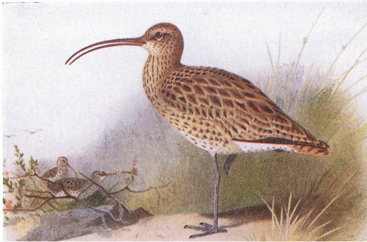 Curlew, teoksesta Birds of the British Isles and Their Eggs, julkaissut Frederick Warne & Co Ltd, 1958. tekijältä Archibald Thorburn
