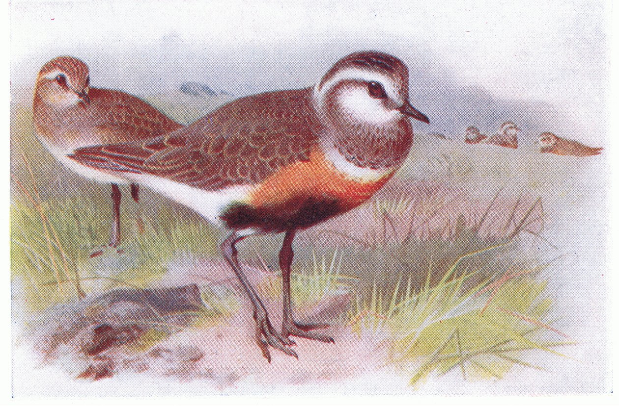 Dotterell, teoksesta Birds of the British Isles and Their Eggs, jonka on julkaissut Frederick Warne & Co Ltd, 1958. tekijältä Archibald Thorburn