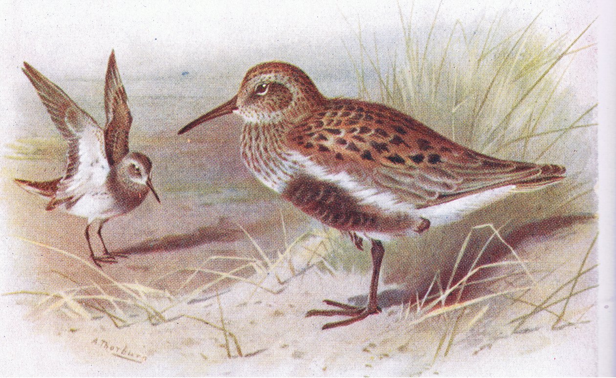 Dunlin (kesä ja talvi), teoksesta Birds of the British Isles and Their Eggs, Frederick Warne & Co Ltd, 1958. tekijältä Archibald Thorburn