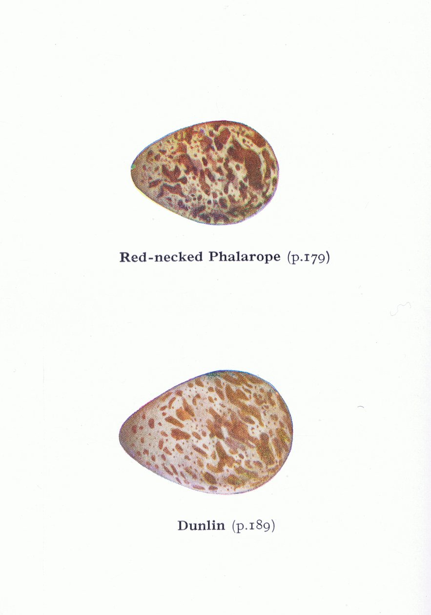 Munat: Birds of the British Isles and Their Eggs, julkaisusta Frederick Warne & Co Ltd, 1958. tekijältä Archibald Thorburn