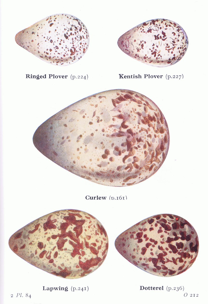 Munat: Birds of the British Isles and Their Eggs , julkaisusta Frederick Warne & Co Ltd, 1958. tekijältä Archibald Thorburn