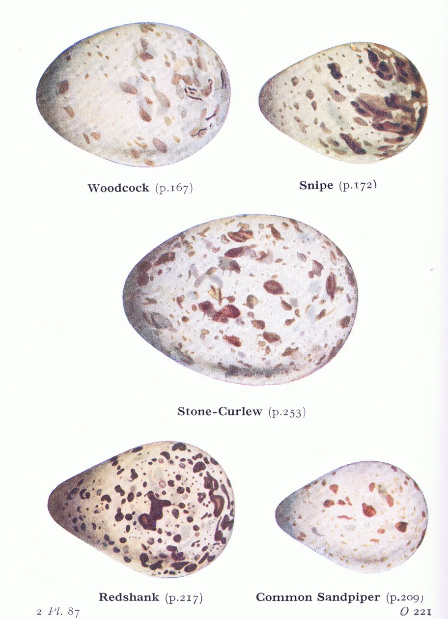 Munat: metsäkukko, räkättirastas, kivitasku, punasotka, hietasotka, lähteestä Birds of the British Isles and Their Eggs, Frederick Warne & Co Ltd, 1958. tekijältä Archibald Thorburn