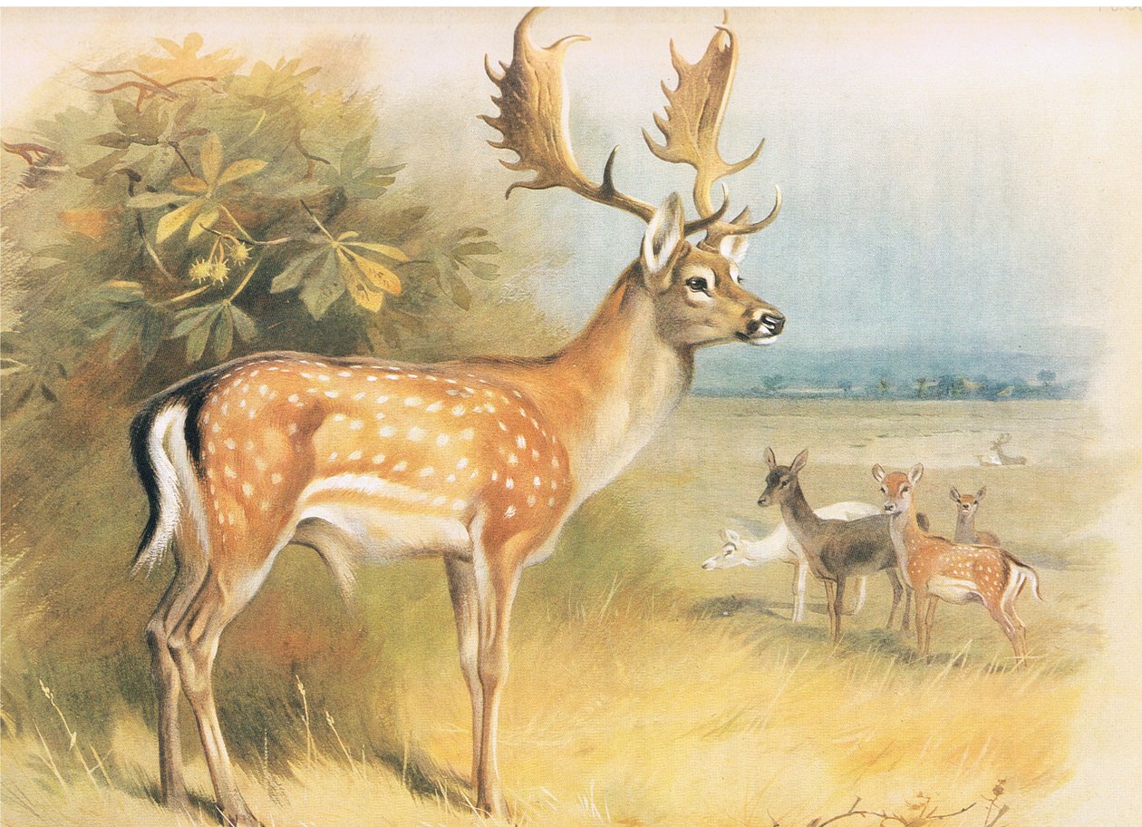Kesähirvi, julkaisusta Thorburns Mammals, julkaisija Longmans and Co, c. 1920 tekijältä Archibald Thorburn