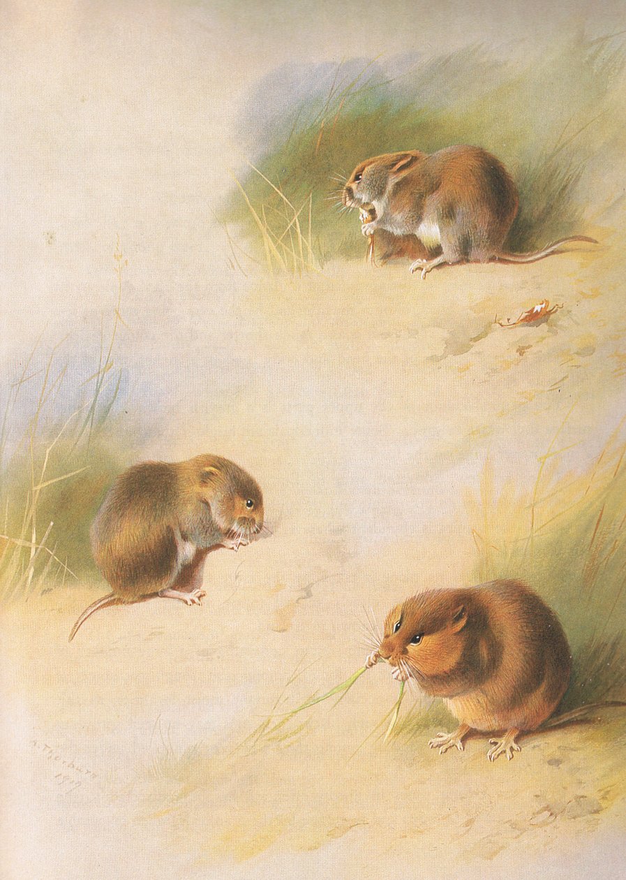 Field Vole, Bank Vole ja Orkney Vole, julkaisusta Thorburns Mammals, julkaisija Longmans and Co, c. 1920 tekijältä Archibald Thorburn