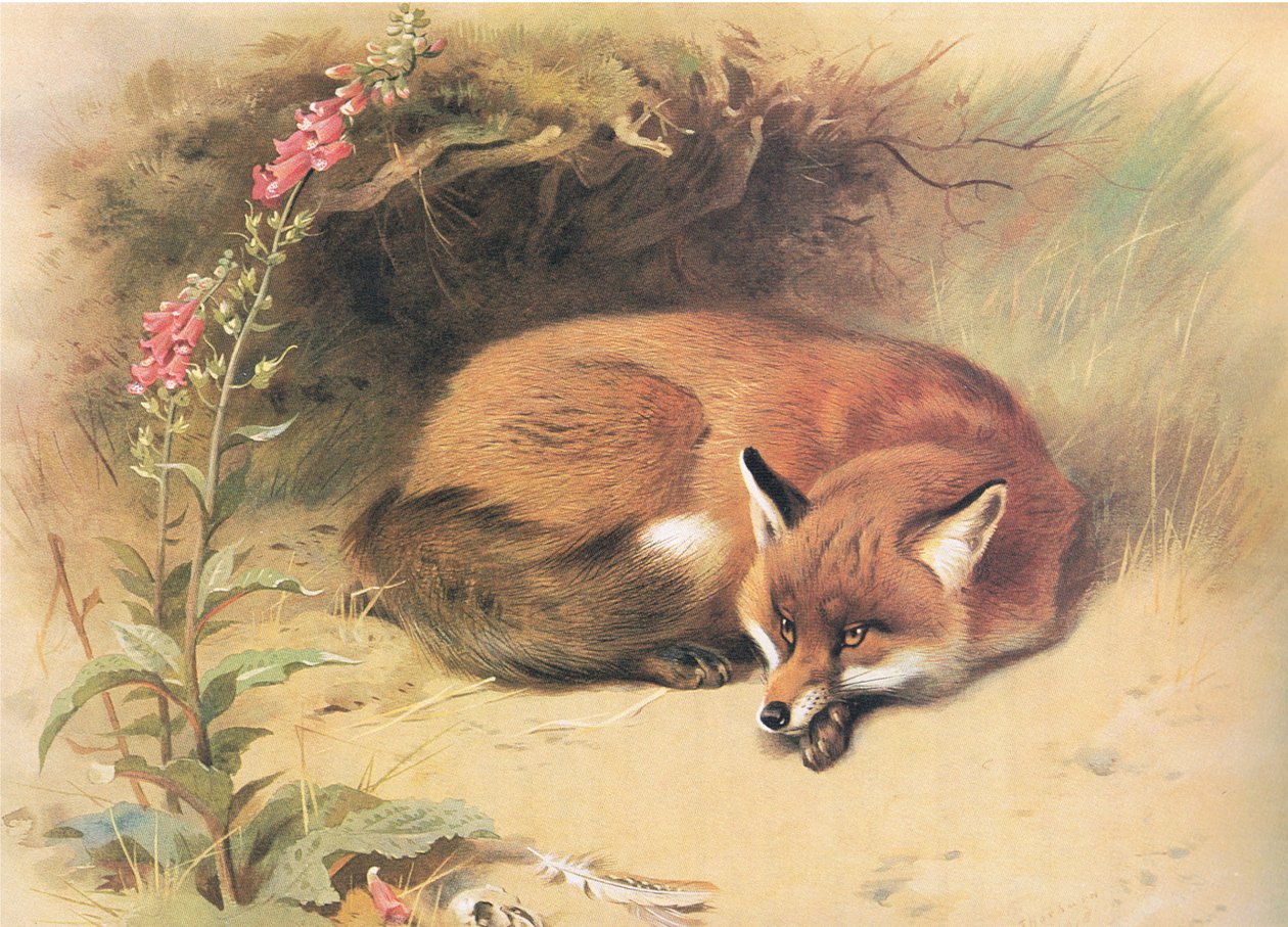 Fox with Foxgloves, Longmans and Co:n julkaisemasta Thorburns Mammalsista, c. 1920 tekijältä Archibald Thorburn