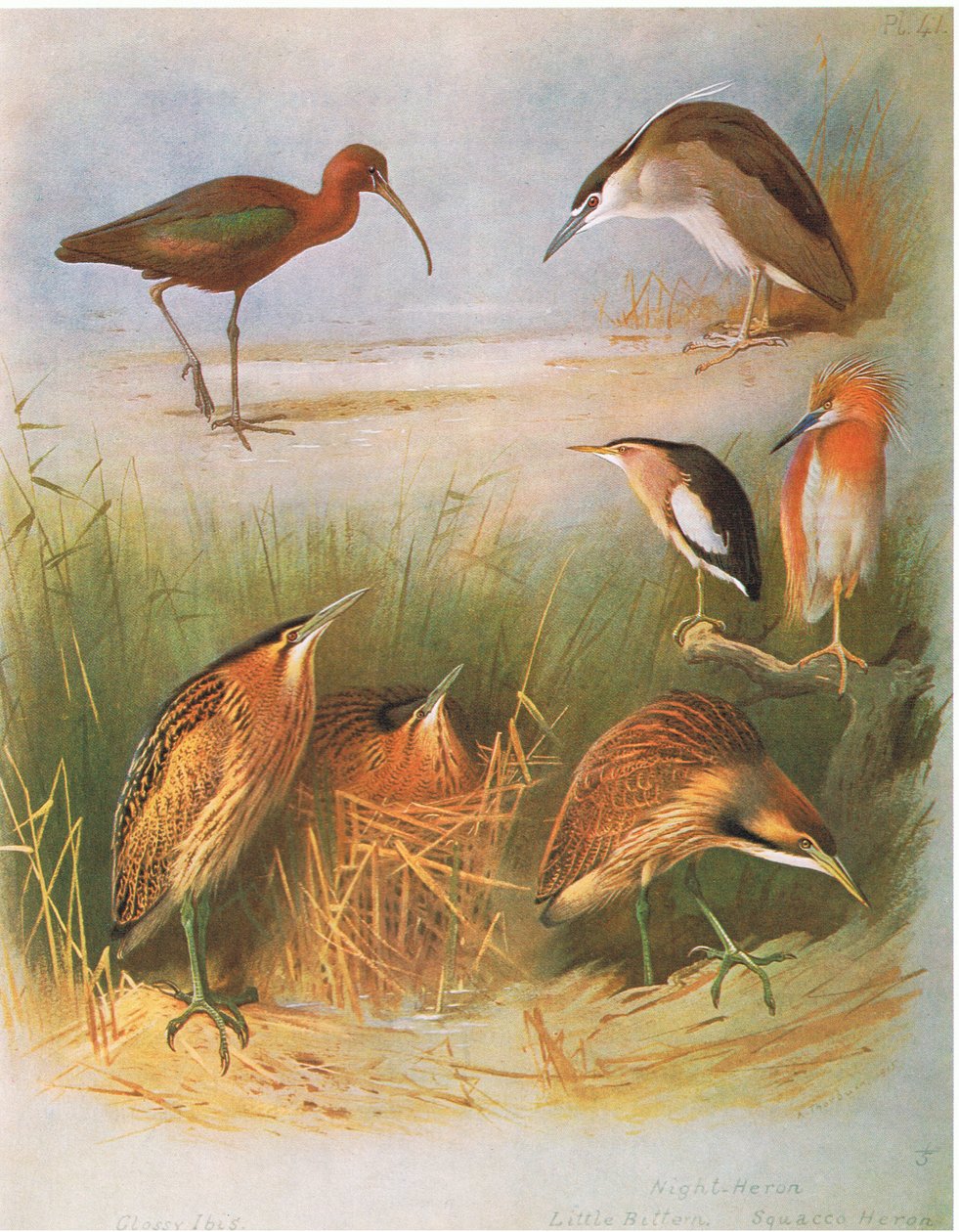 Glossy Ibis, Common Bittern, Night Heron, Little Bittern, Squacco Heron, American Bittern, pubi. Kirjailija: Book Club Associates, 1972 tekijältä Archibald Thorburn