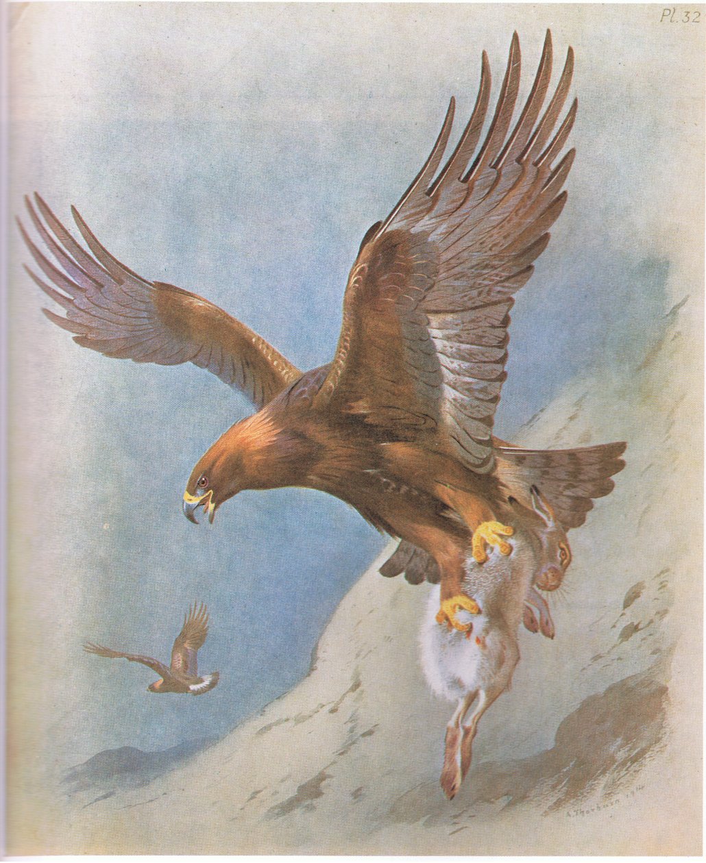 Golden Eagle and Mountain Hare, pubi. Kirjailija: Book Club Associates, 1972 tekijältä Archibald Thorburn