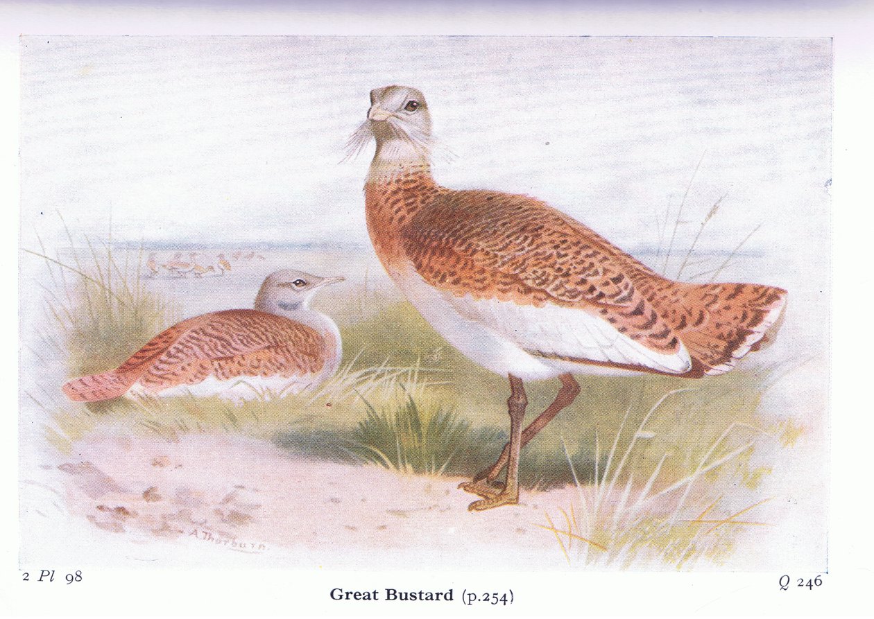Great Bustard, teoksesta Birds of the British Isles and Their Eggs, julkaissut Frederick Warne & Co Ltd, 1958. tekijältä Archibald Thorburn